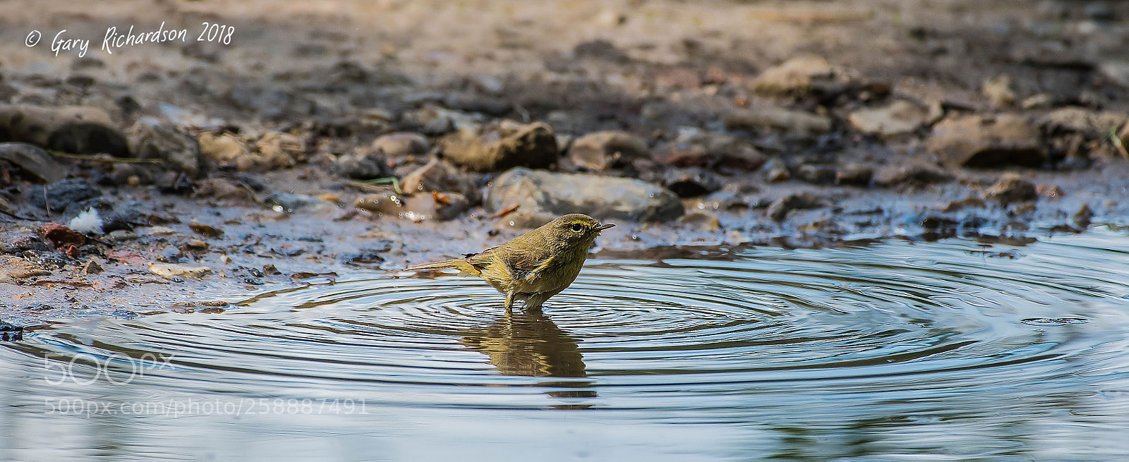 Nikon D500 sample photo. Chiffchaff () photography