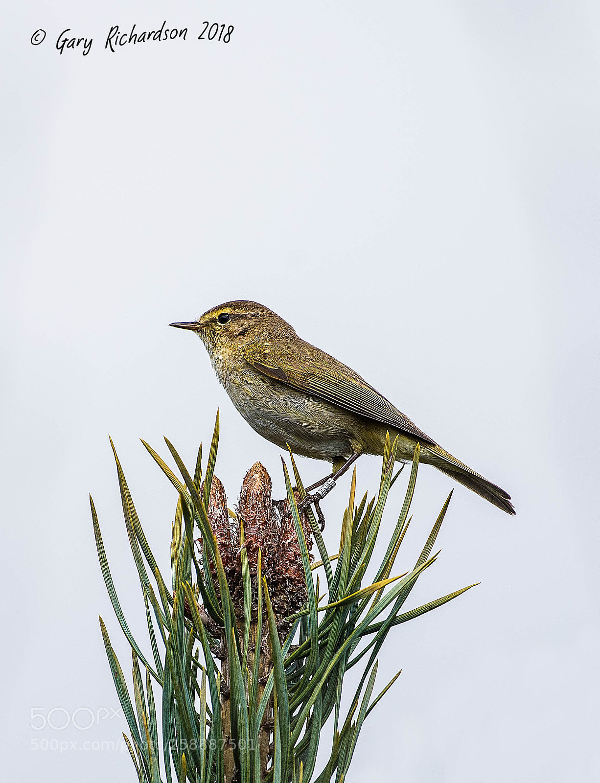 Nikon D810 sample photo. Chiffchaff photography