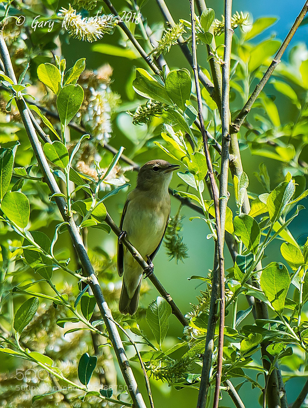 Nikon D4S sample photo. Nightingale photography