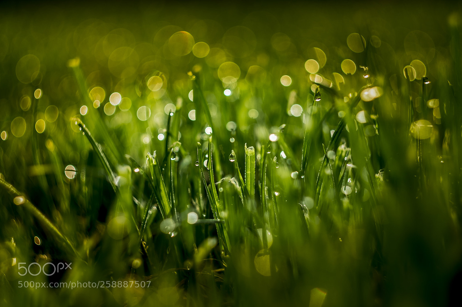 Fujifilm X-T10 sample photo. Green morning photography