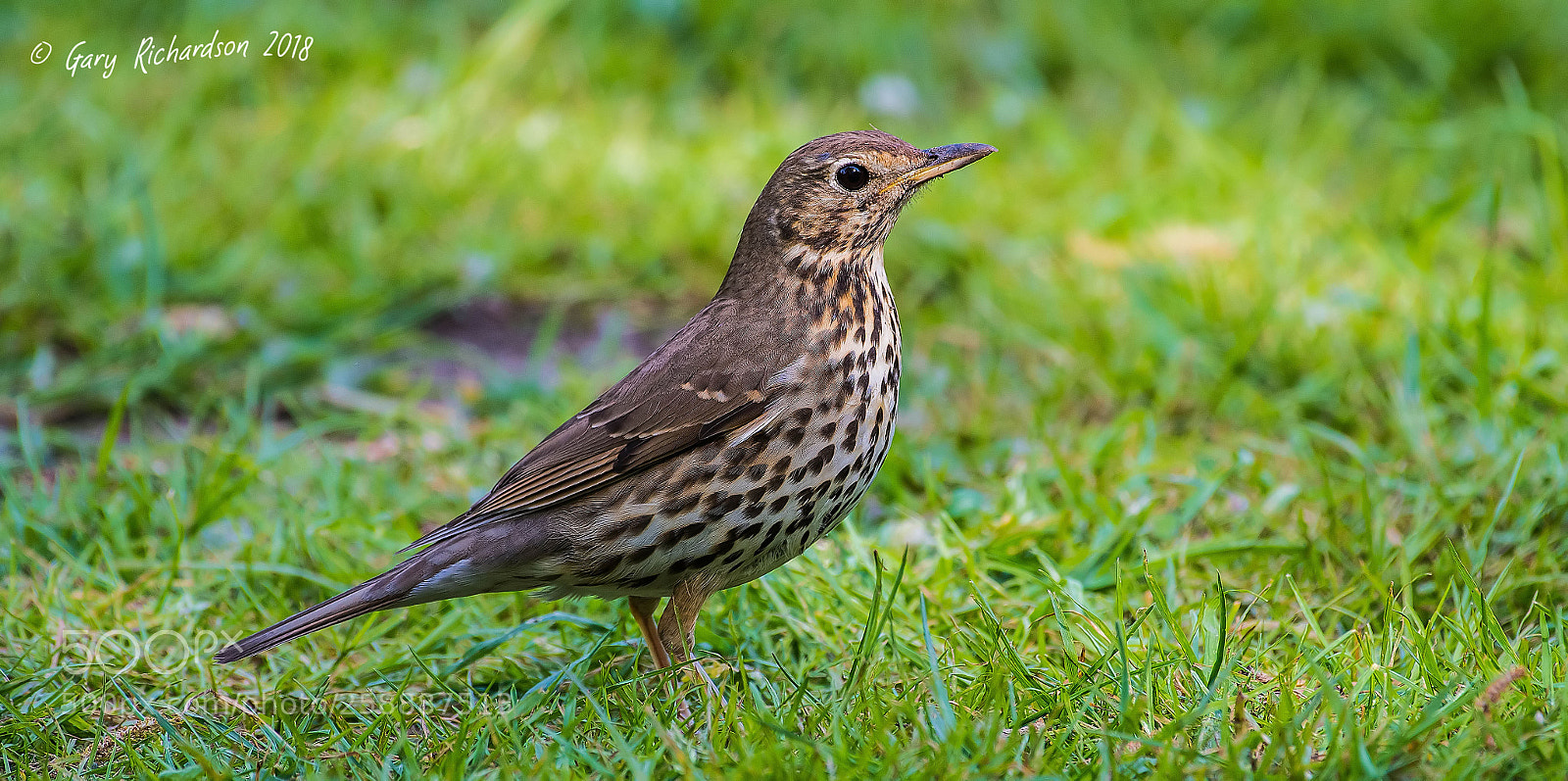 Nikon D500 sample photo. Song thrush () photography