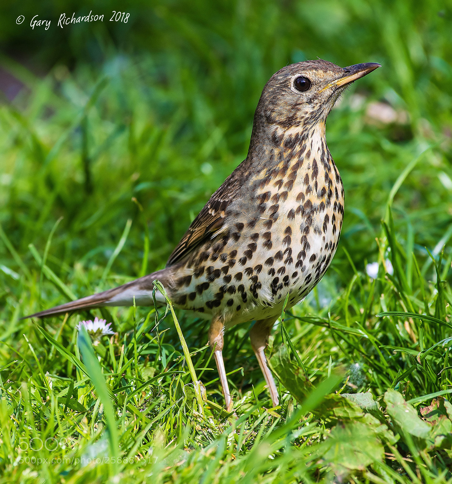 Nikon D500 sample photo. Song thrush () photography