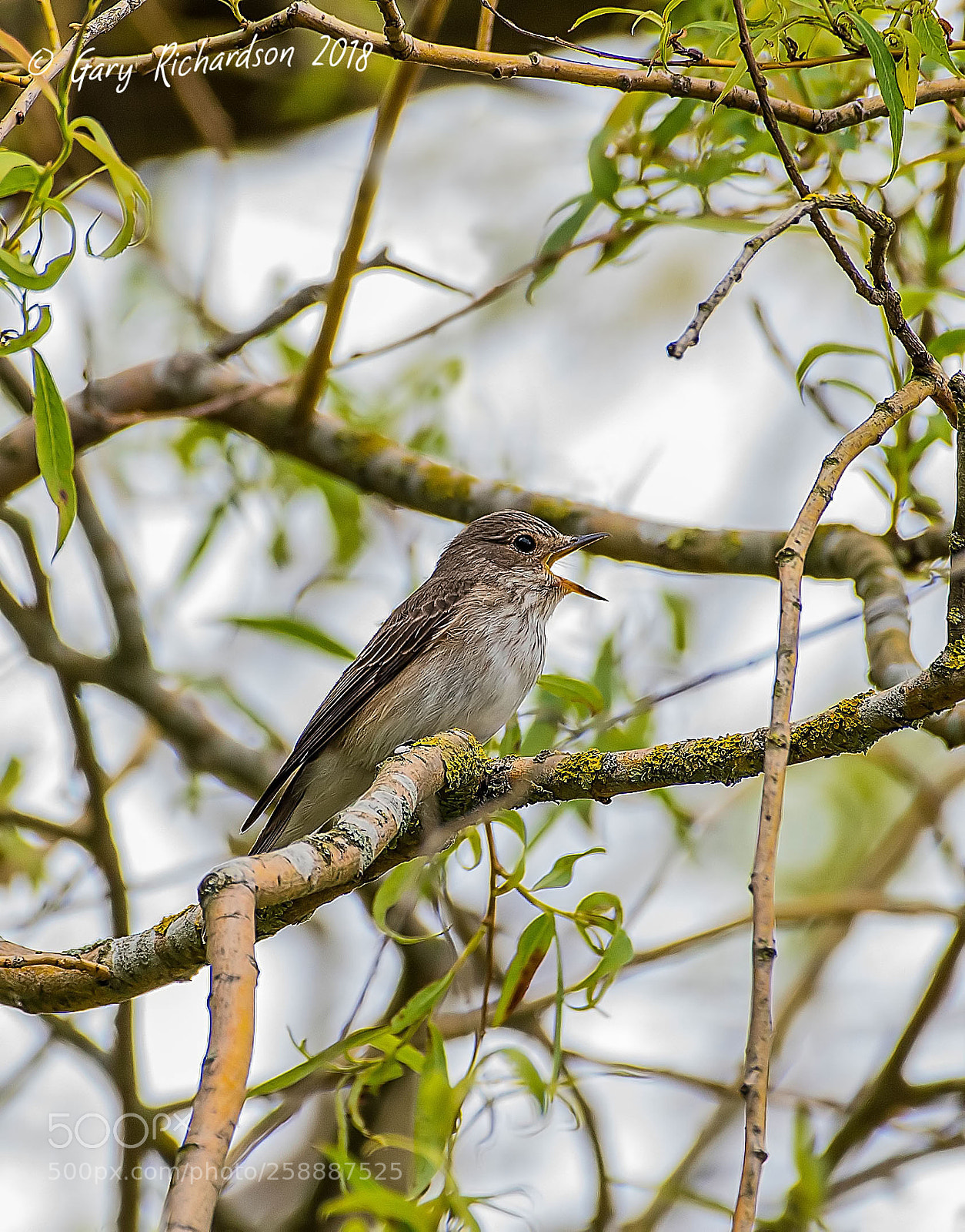 Nikon D500 sample photo. Spotted flycatcher () photography