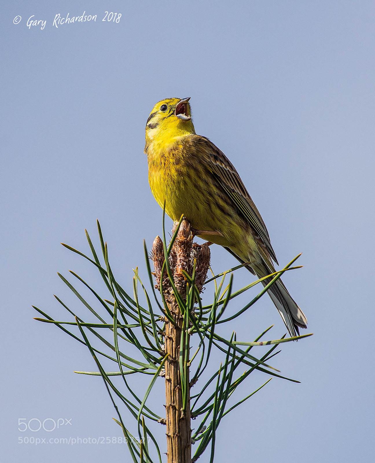 Nikon D810 sample photo. Yellowhammer () photography