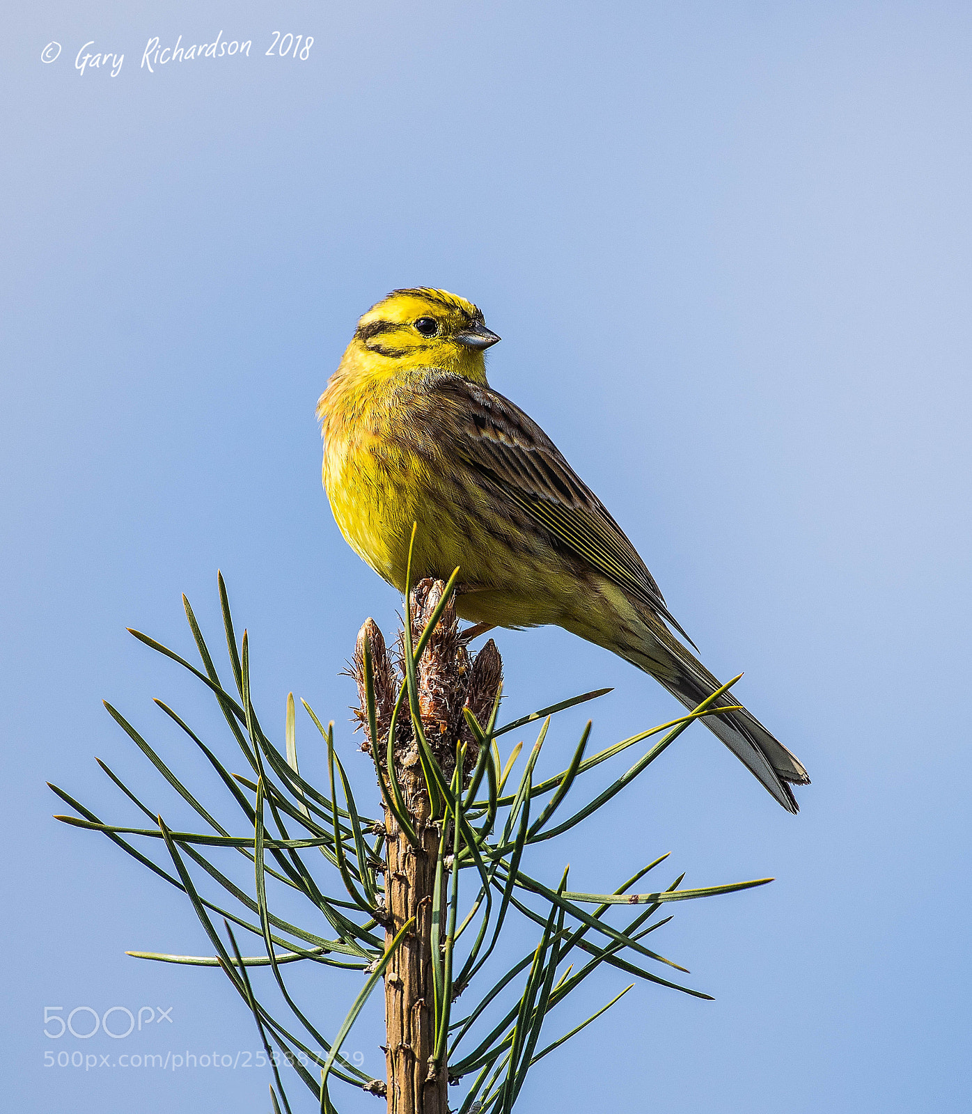 Nikon D810 sample photo. Yellowhammer () photography