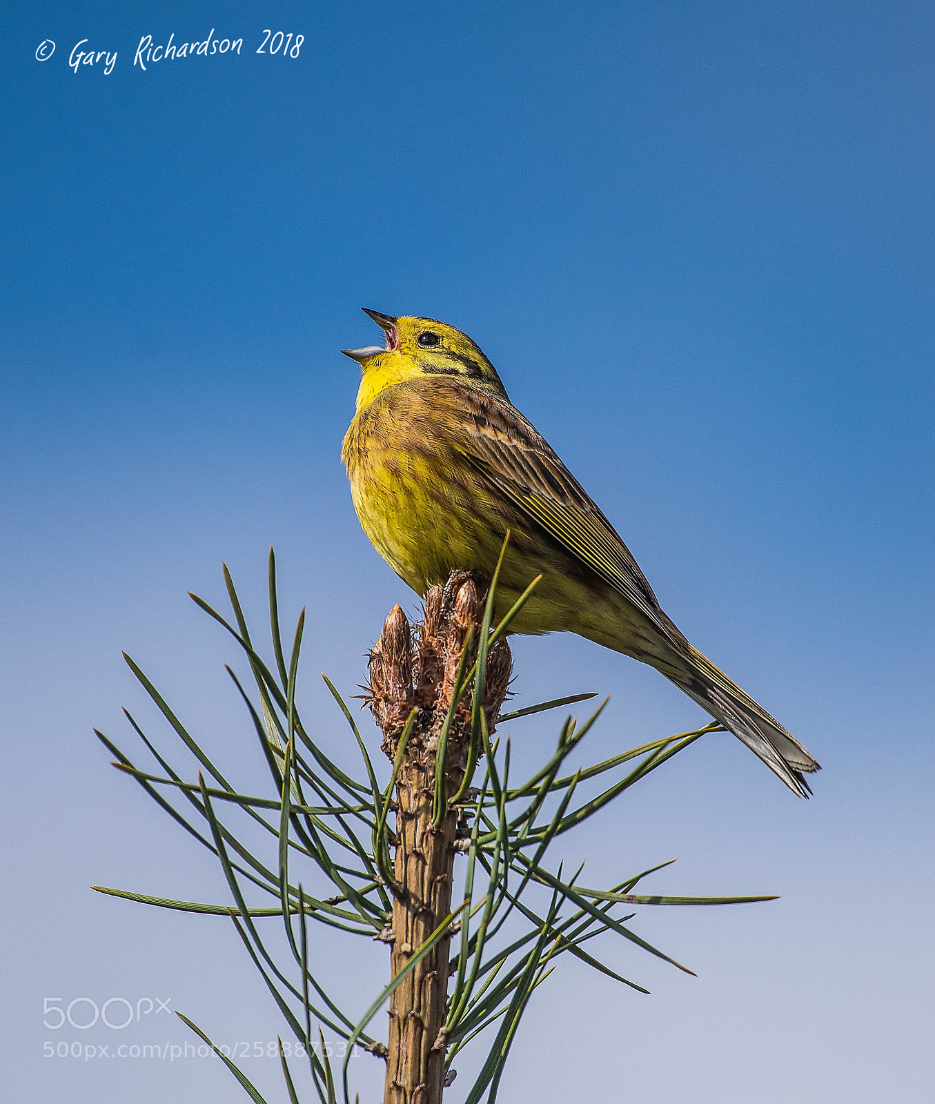 Nikon D810 sample photo. Yellowhammer () photography