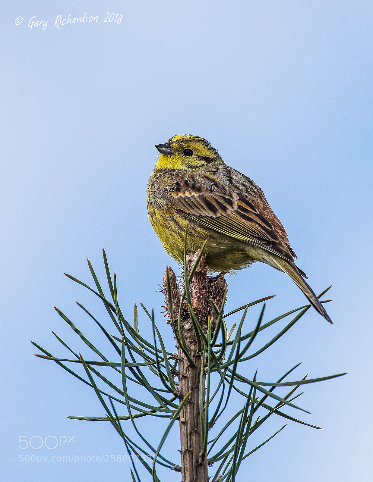 Nikon D810 sample photo. Yellowhammer () photography