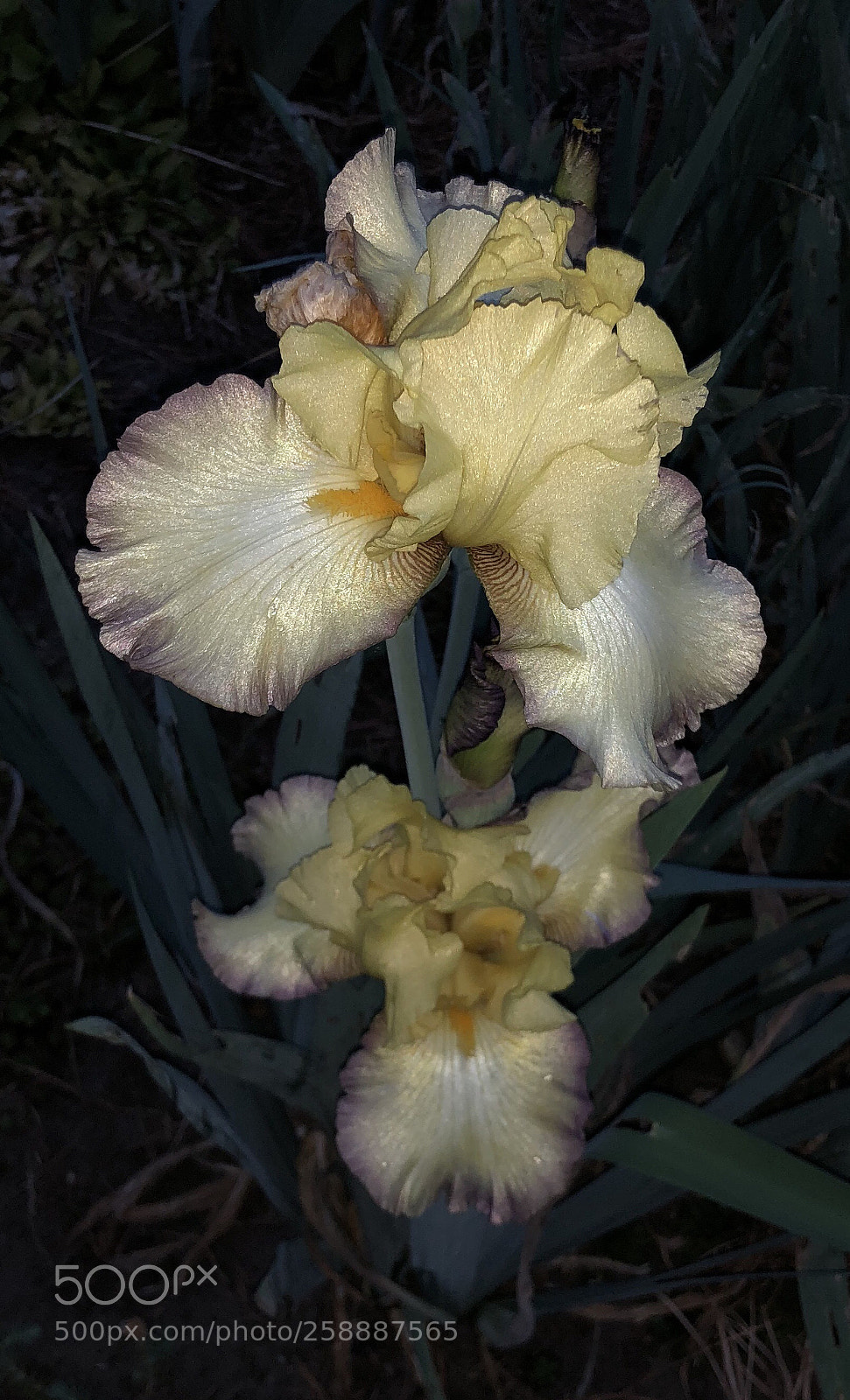 Apple iPhone X sample photo. Pure lily  photography