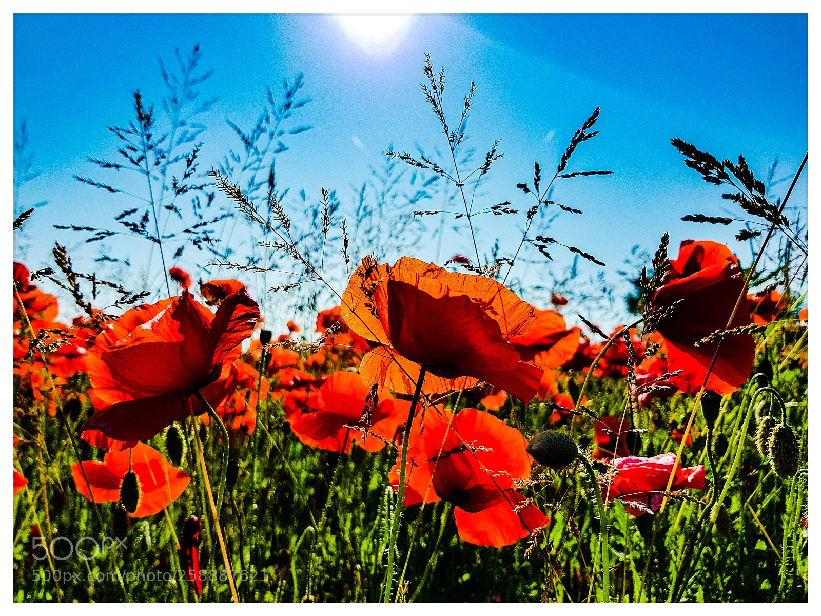 Samsung Galaxy S8 sample photo. Poppies photography