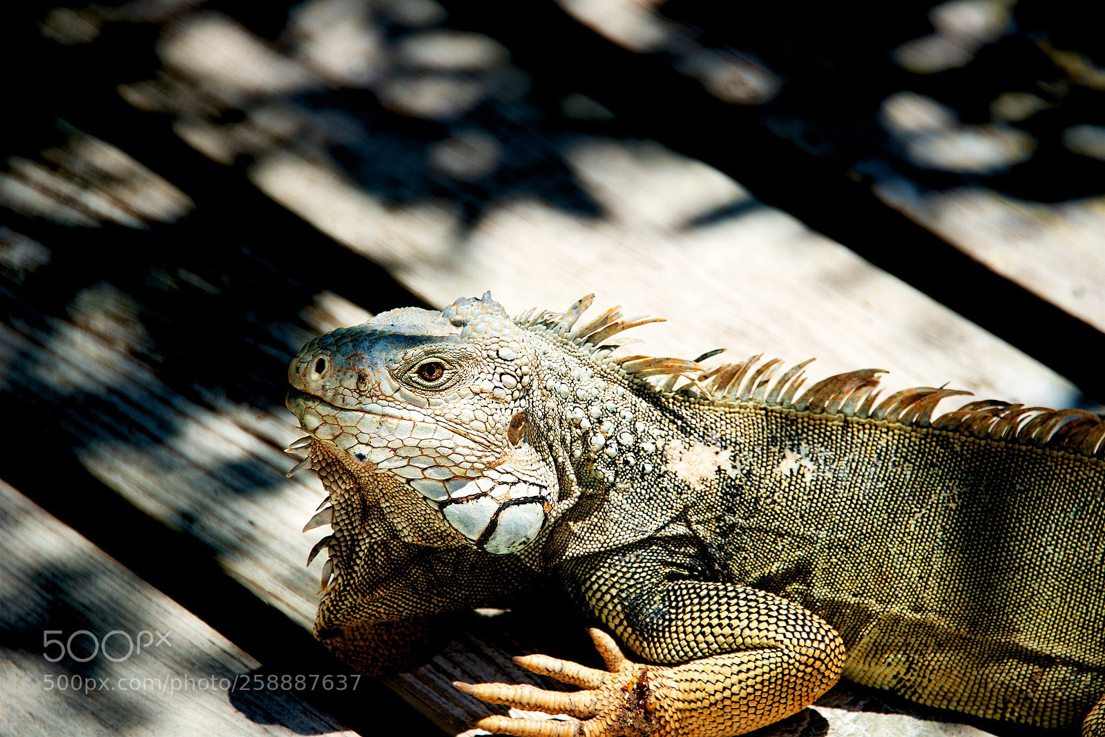 Nikon D800 sample photo. Bearded dragon 2 photography