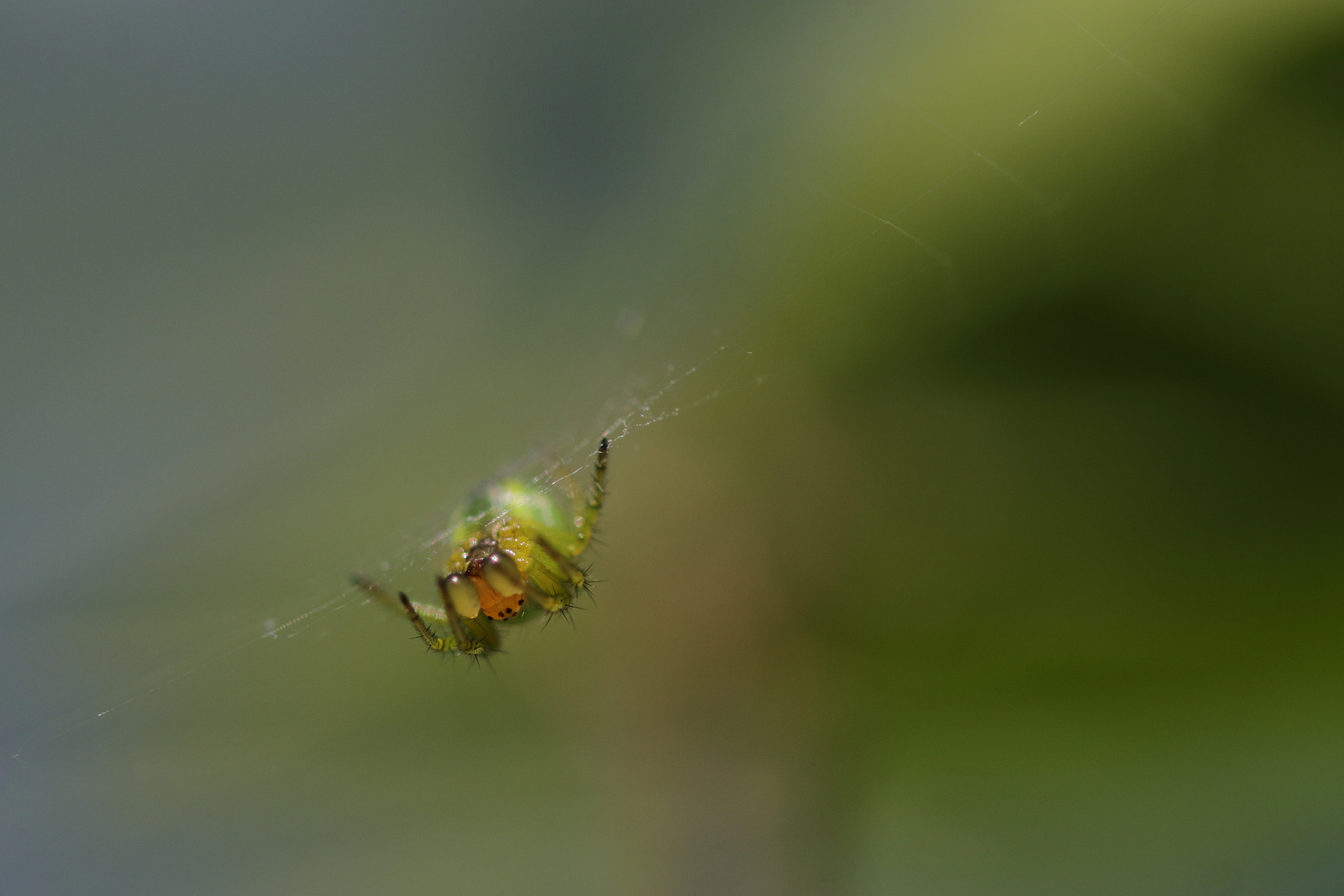 Canon EOS 7D Mark II + Sigma 105mm F2.8 EX DG OS HSM sample photo. Spiderman se met au vert photography