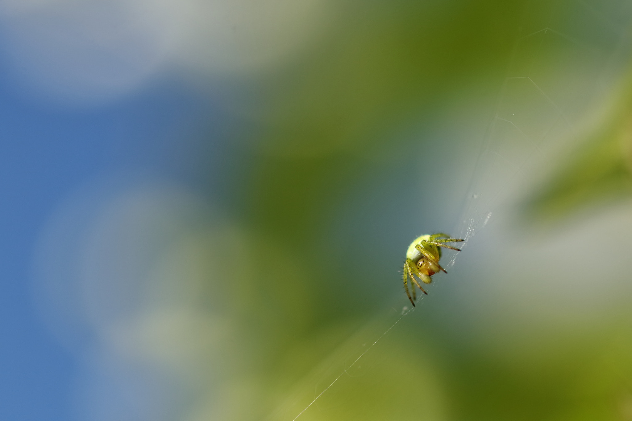 Sigma 105mm F2.8 EX DG OS HSM sample photo. Spiderman se met au vert photography