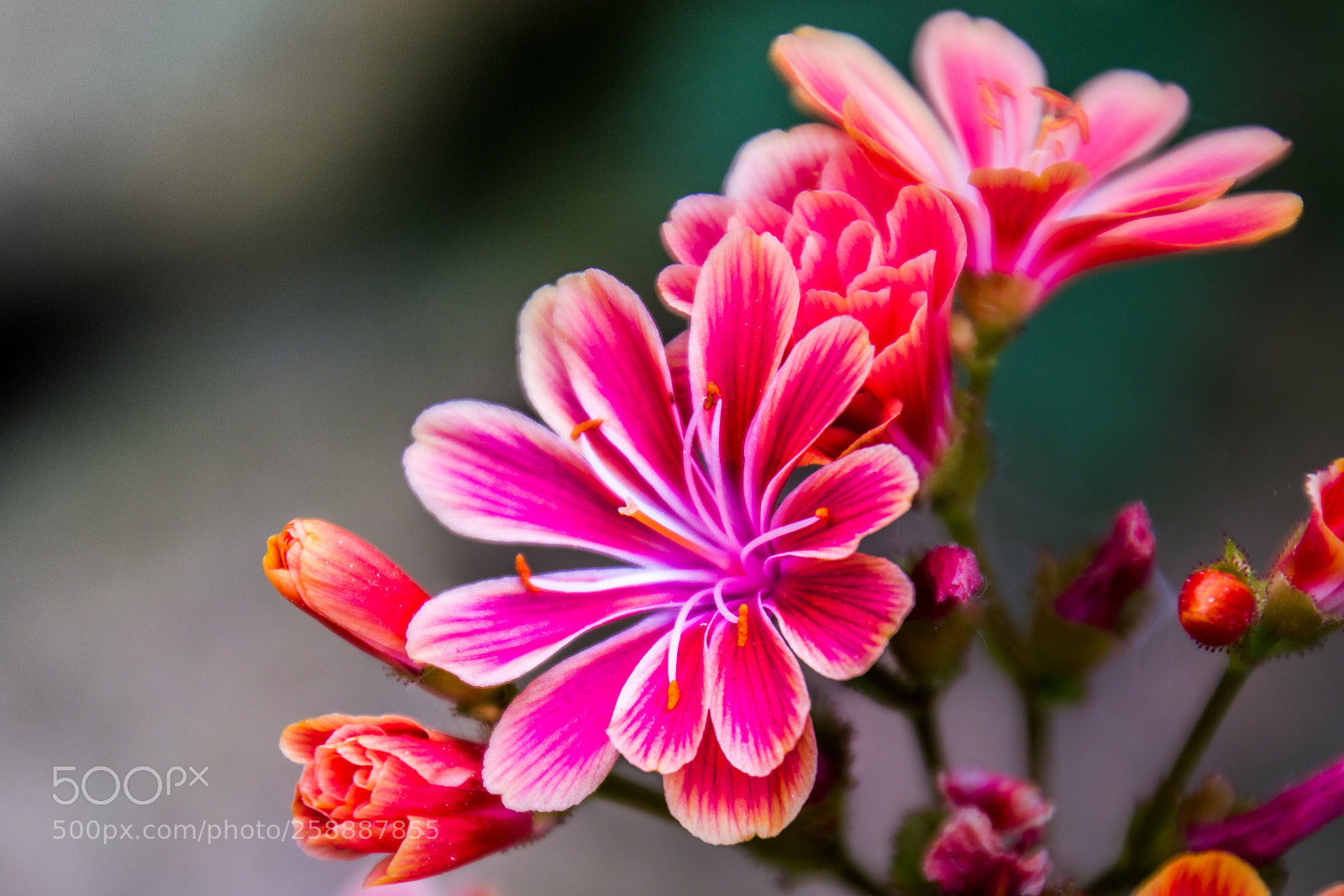 Nikon D3100 sample photo. Pink flower photography