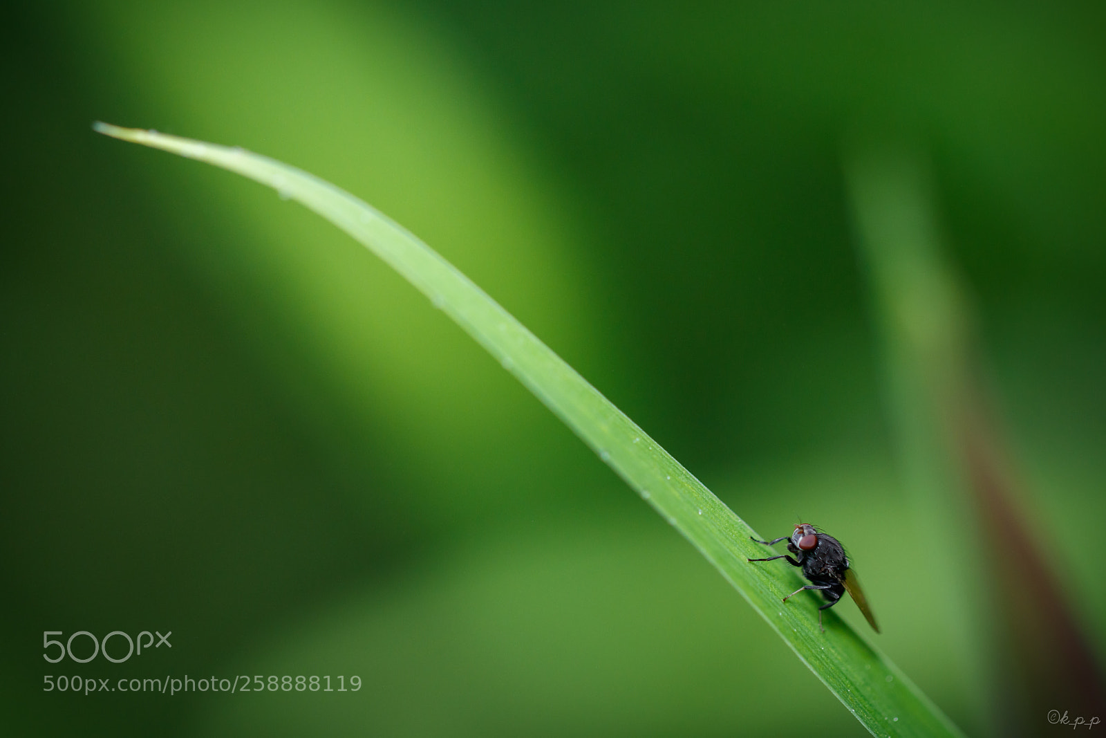 Canon EOS 80D sample photo. Hope photography