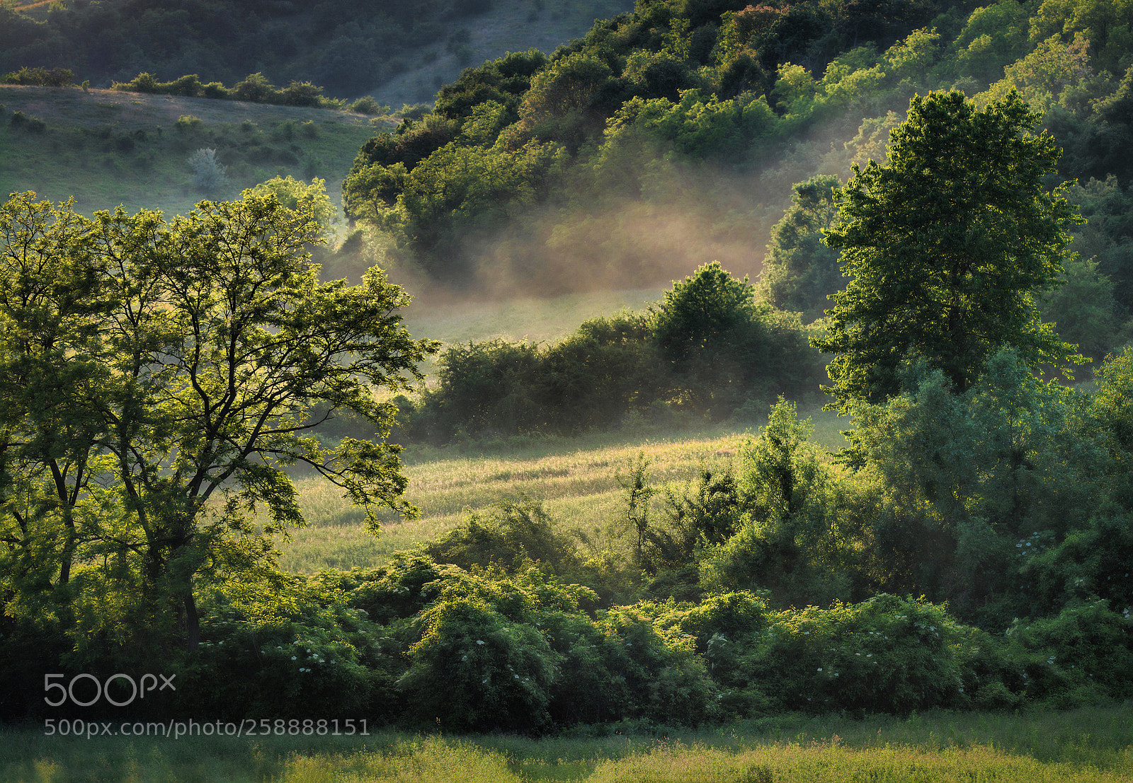 Nikon D7100 sample photo. Magical green photography
