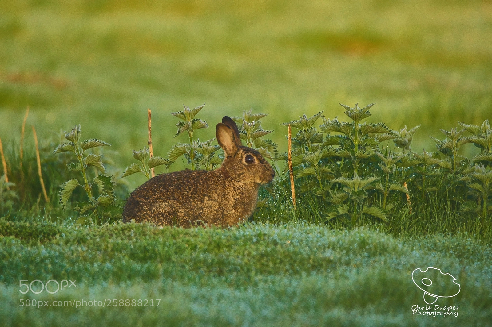 Sony ILCA-77M2 sample photo. Rabbit photography