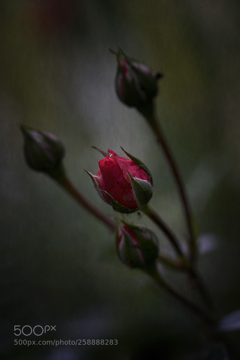 Canon EOS 7D Mark II sample photo. Celebration of springtime photography