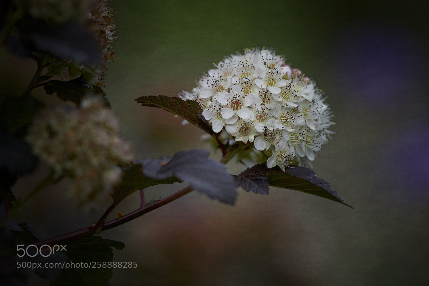 Canon EOS 7D Mark II sample photo. Colors and shapes photography