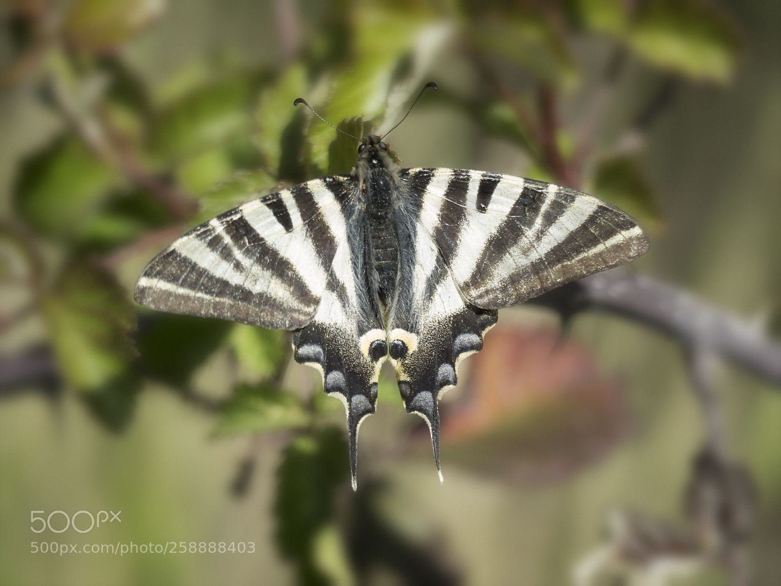 Olympus OM-D E-M1 Mark II sample photo. Iphiclides podalirius. photography