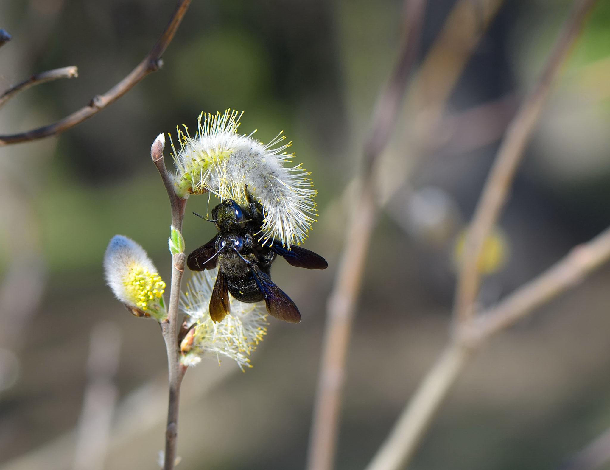 Nikon AF-S Micro-Nikkor 105mm F2.8G IF-ED VR sample photo. Xylocopa violacea. photography