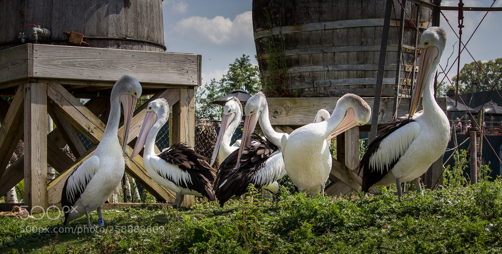 Canon EOS 600D (Rebel EOS T3i / EOS Kiss X5) sample photo. Pelican photography