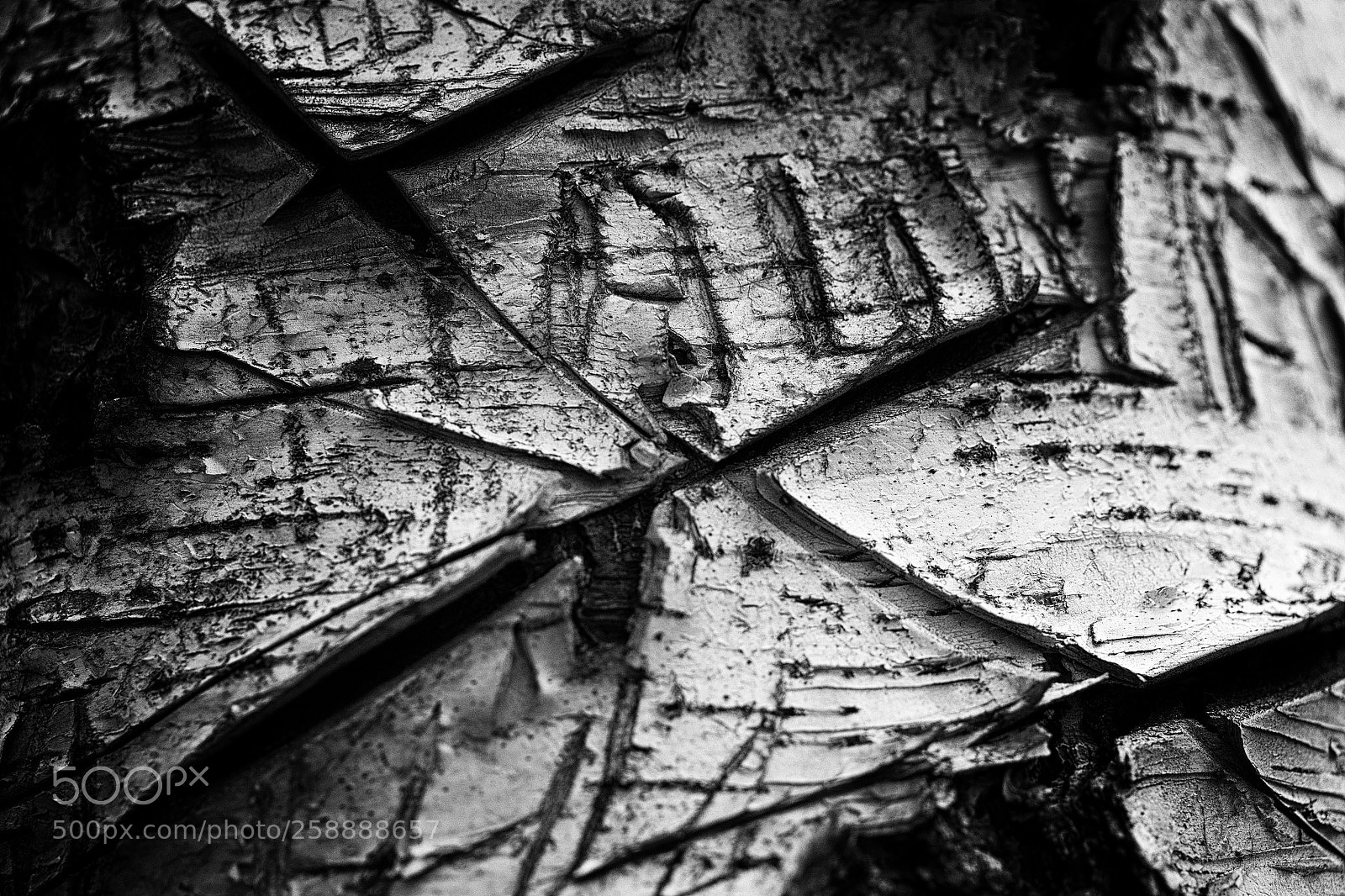 Canon EOS 6D sample photo. Birch photography