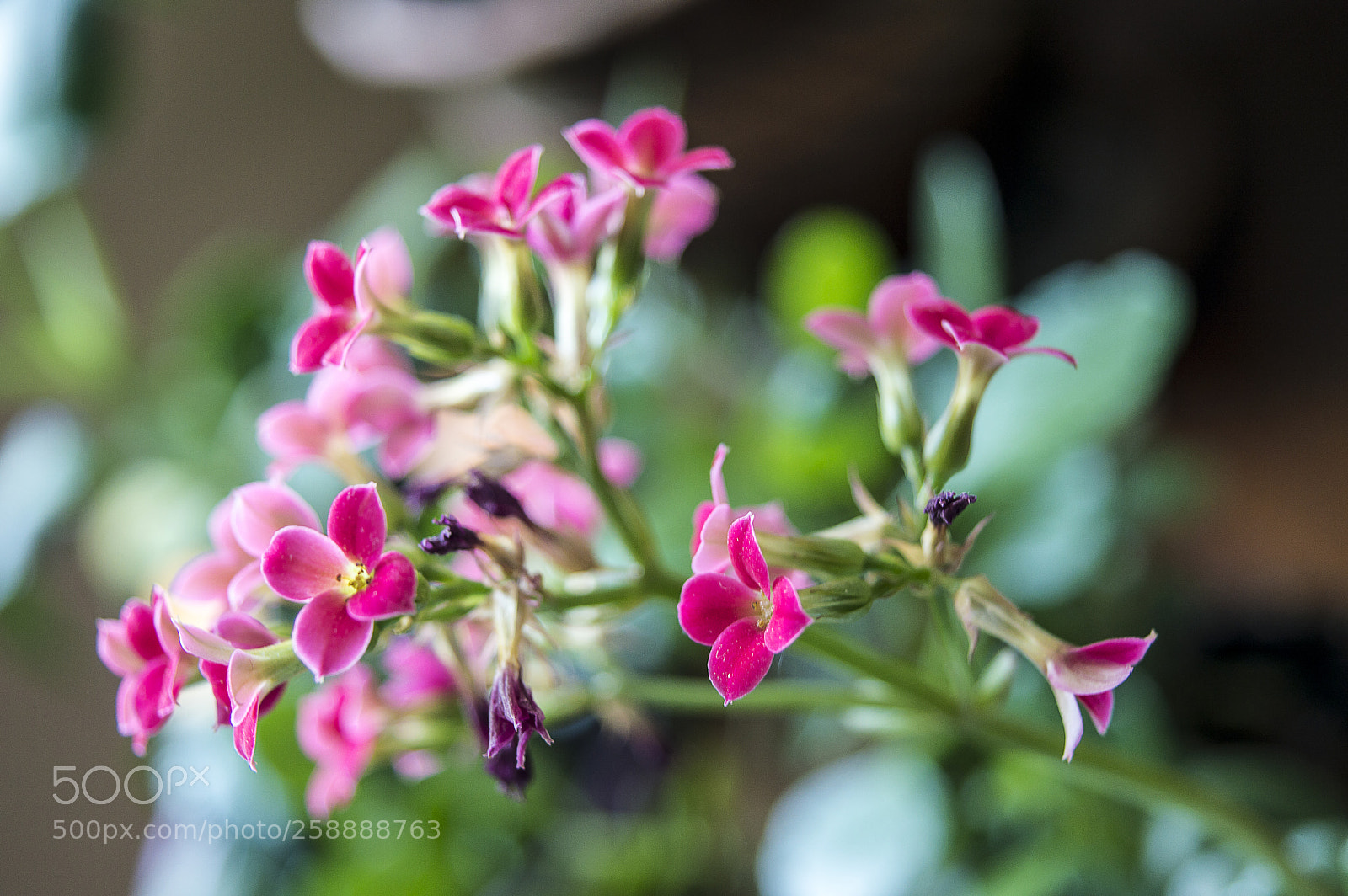 Nikon D3200 sample photo. Flower photography