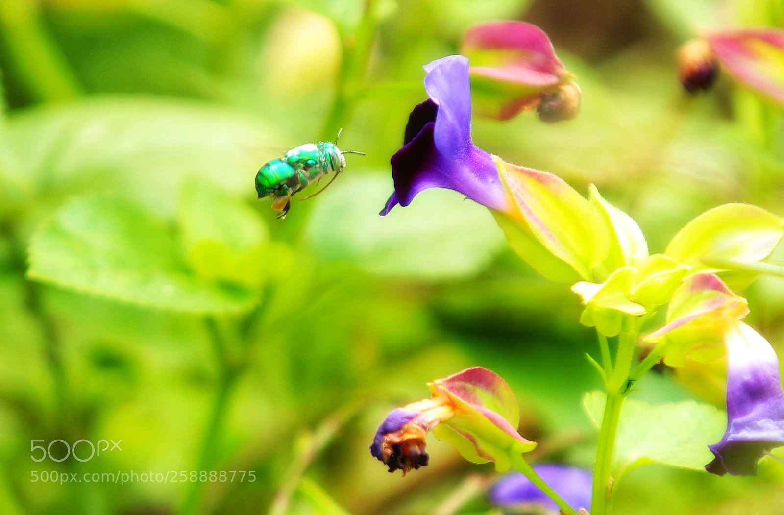 Canon EOS 1300D (EOS Rebel T6 / EOS Kiss X80) sample photo. Green bee is the photography