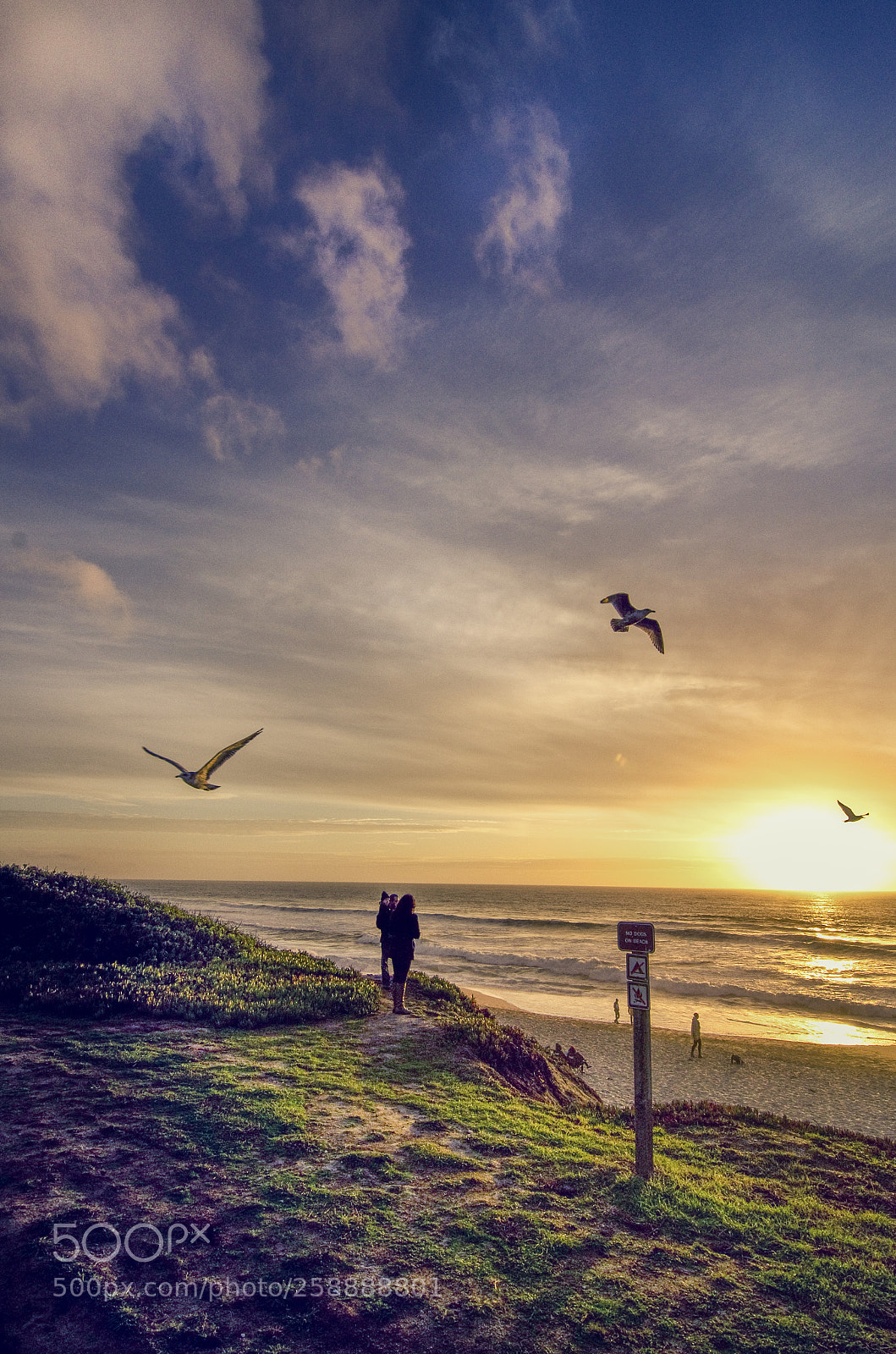 Nikon D7000 sample photo. Life at sunset photography