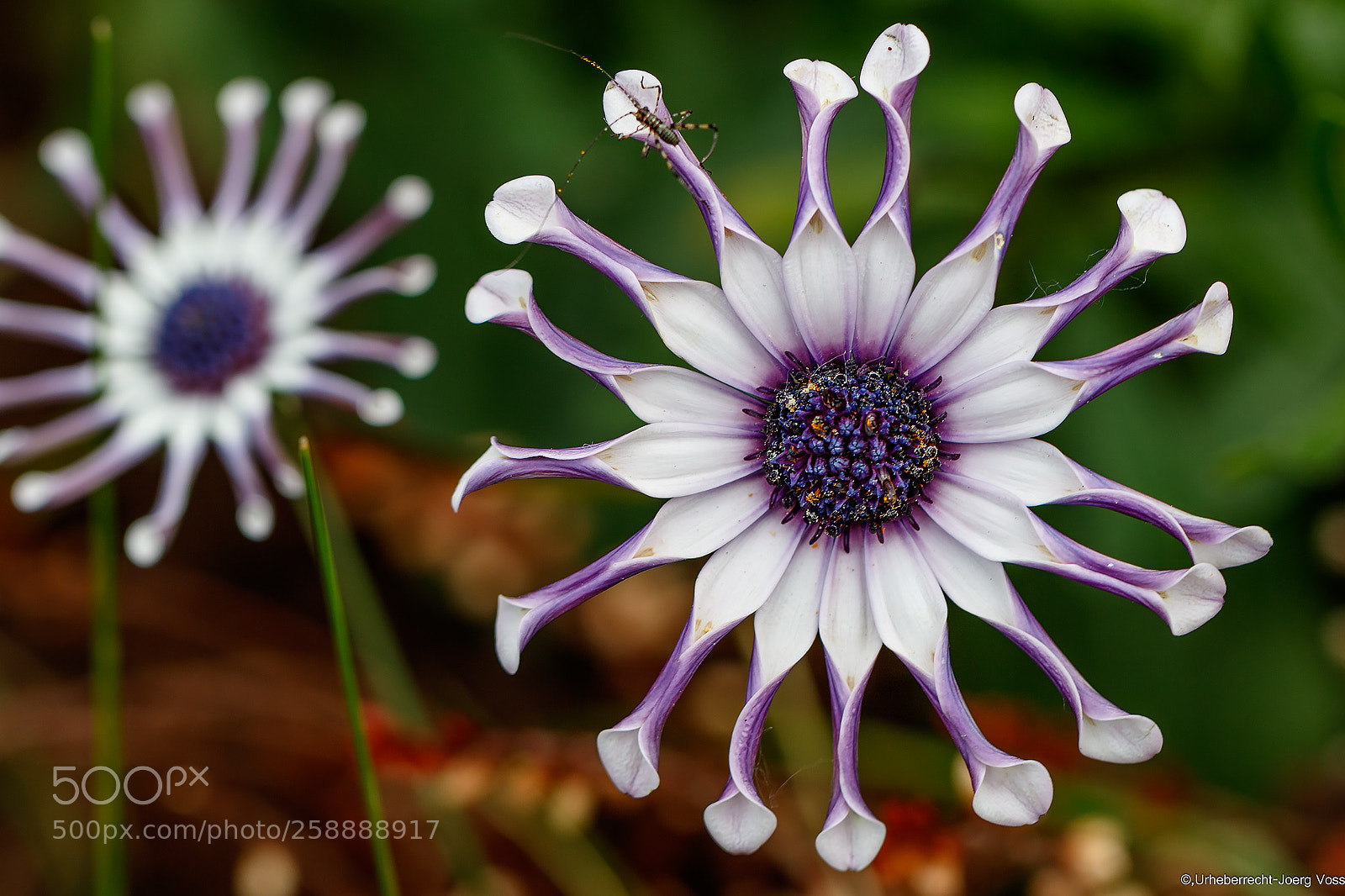 Canon EOS 7D Mark II sample photo. Unique flower photography