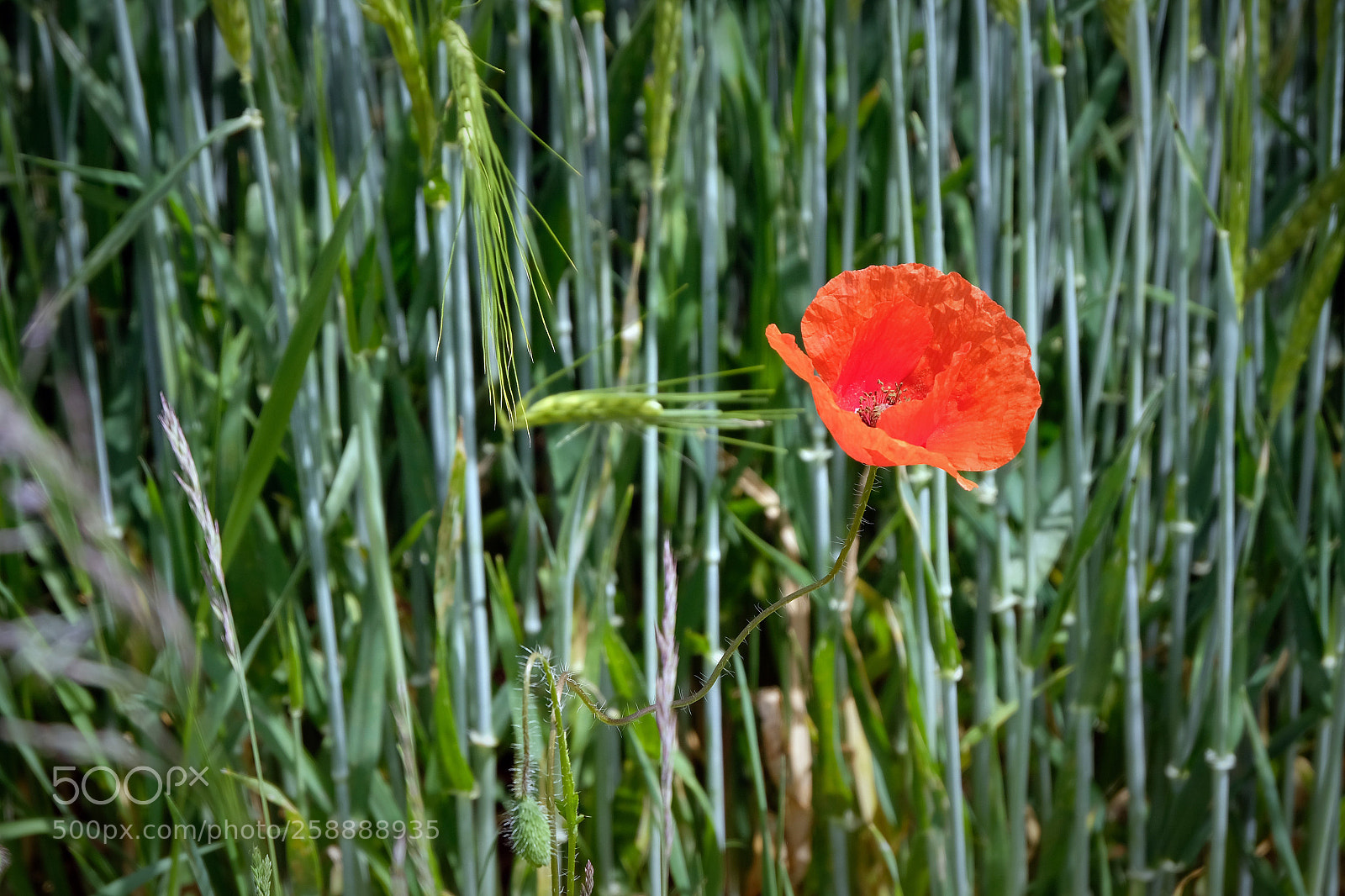 Fujifilm X-T20 sample photo. Einsame mohnblume photography