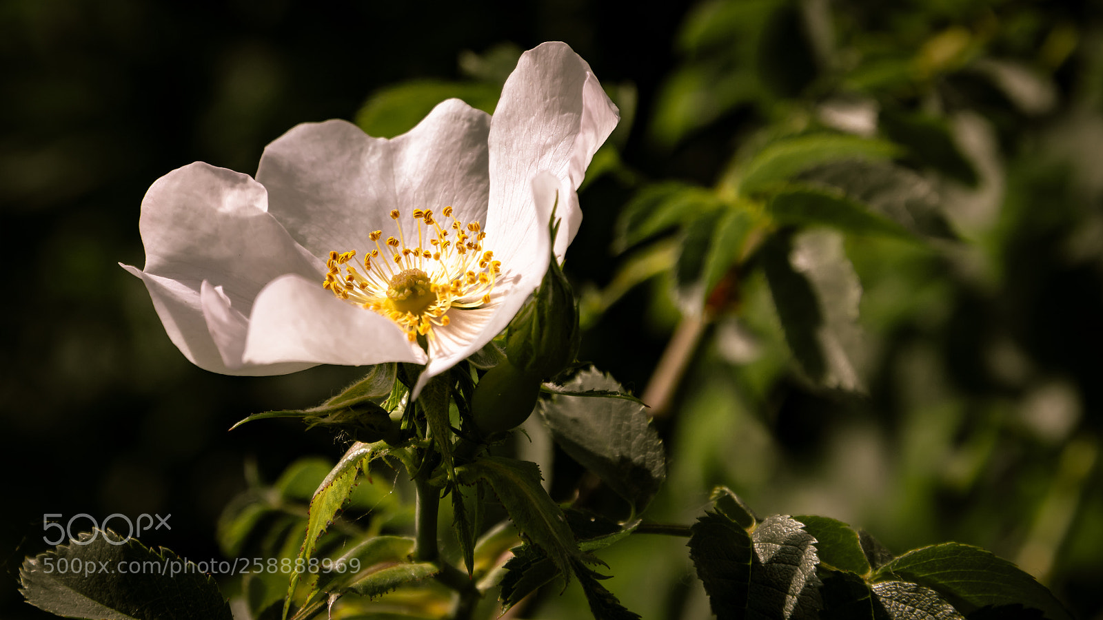 Nikon D7500 sample photo. Hagebuttenblüte photography