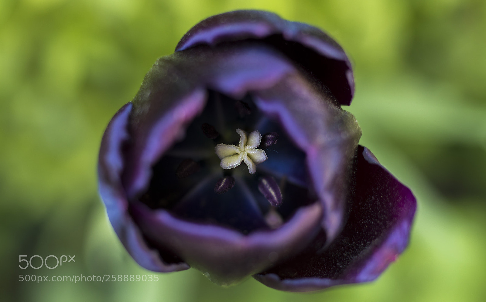 Canon EOS 80D sample photo. Tulip photography