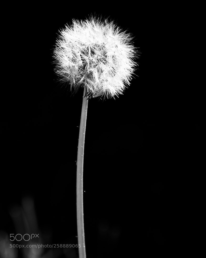 Canon EOS-1Ds Mark III sample photo. Dandelion photography