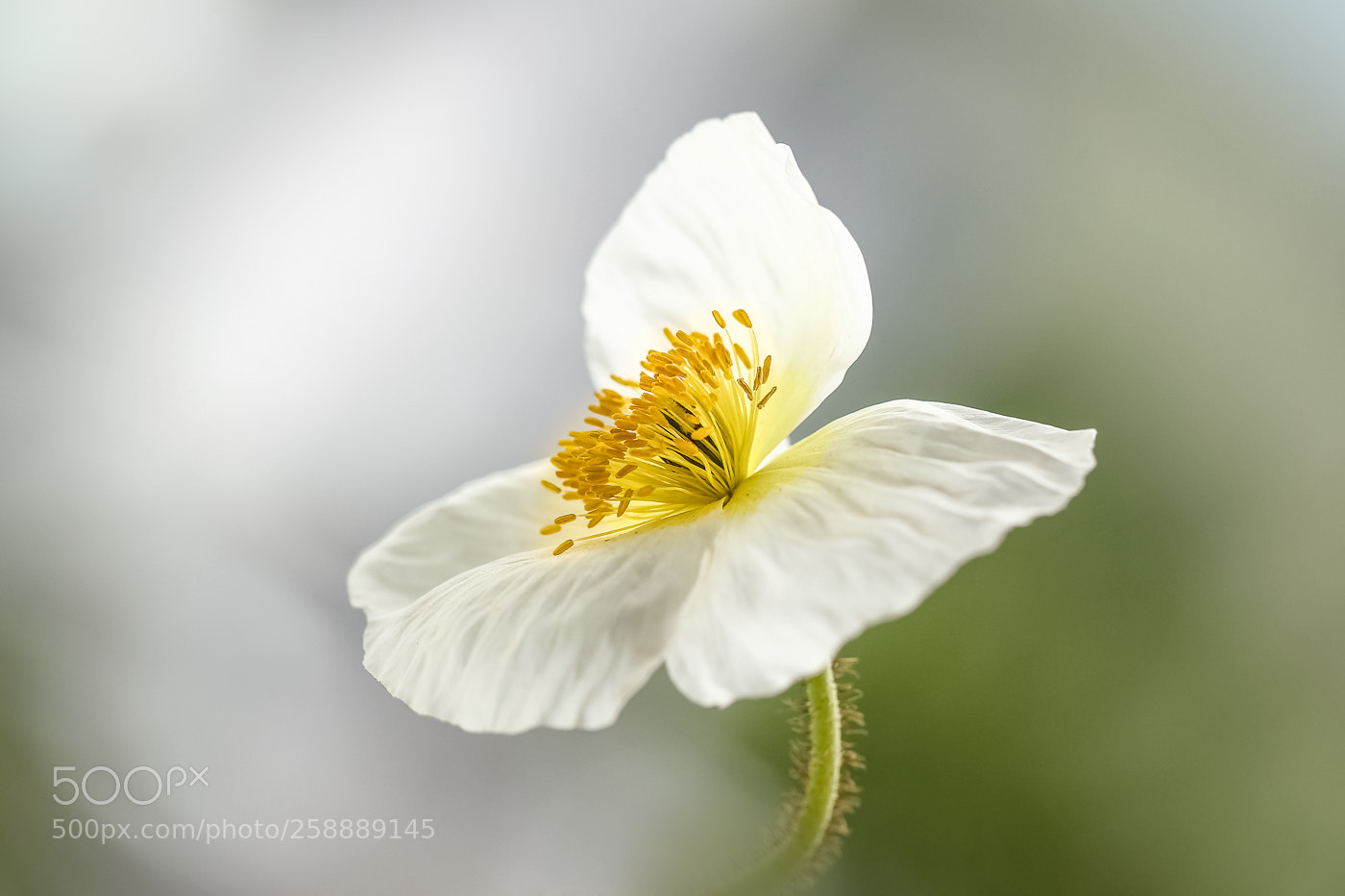 Canon EOS 550D (EOS Rebel T2i / EOS Kiss X4) sample photo. White poppy photography
