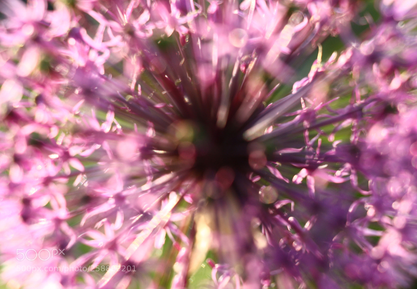 Canon EOS 450D (EOS Rebel XSi / EOS Kiss X2) sample photo. Solar inflorescence of onions. photography