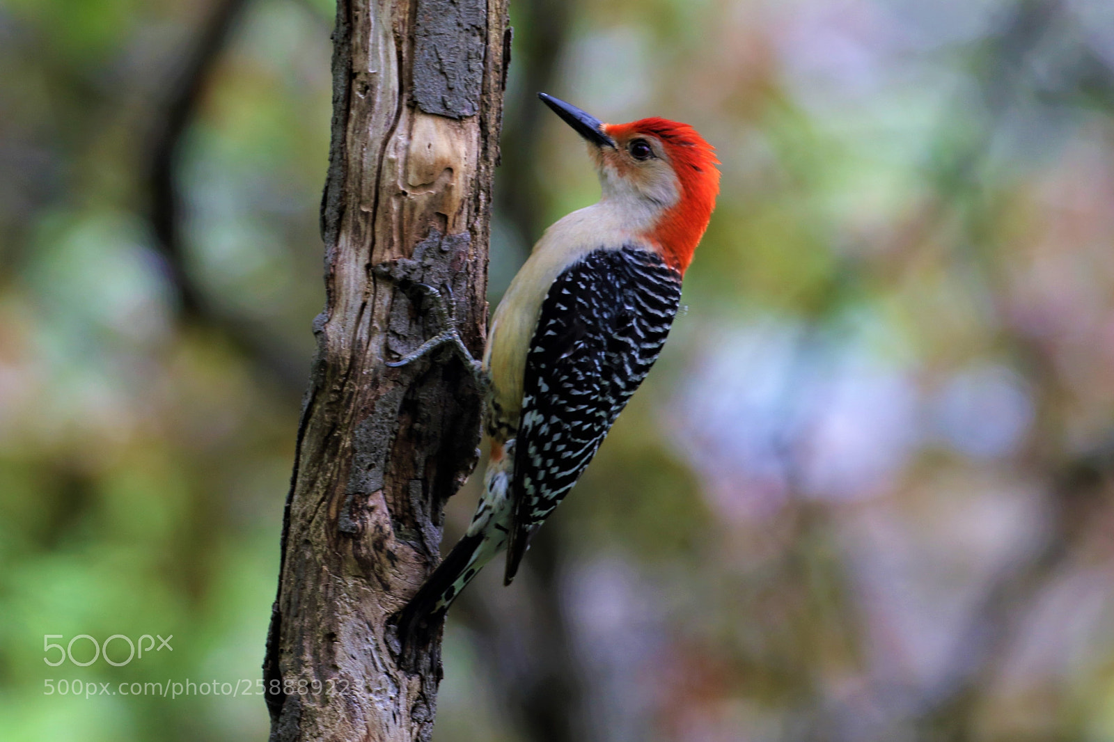 Canon EOS 7D Mark II sample photo. Red-bellied woodpecker photography