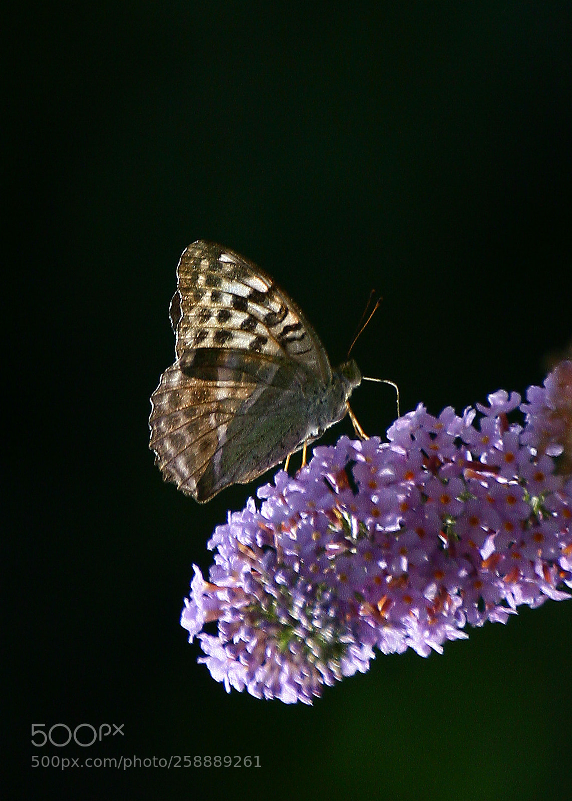 Canon EOS 30D sample photo. Farfalla photography