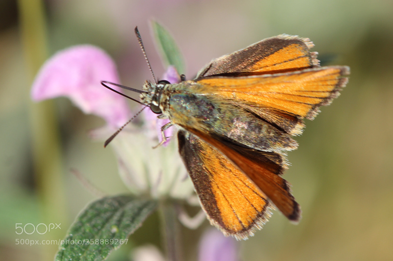 Canon EOS 600D (Rebel EOS T3i / EOS Kiss X5) sample photo. Orange skipper butterfly  photography