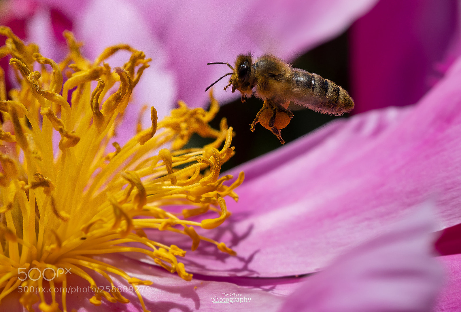 Fujifilm X-T20 sample photo. Bee at work photography