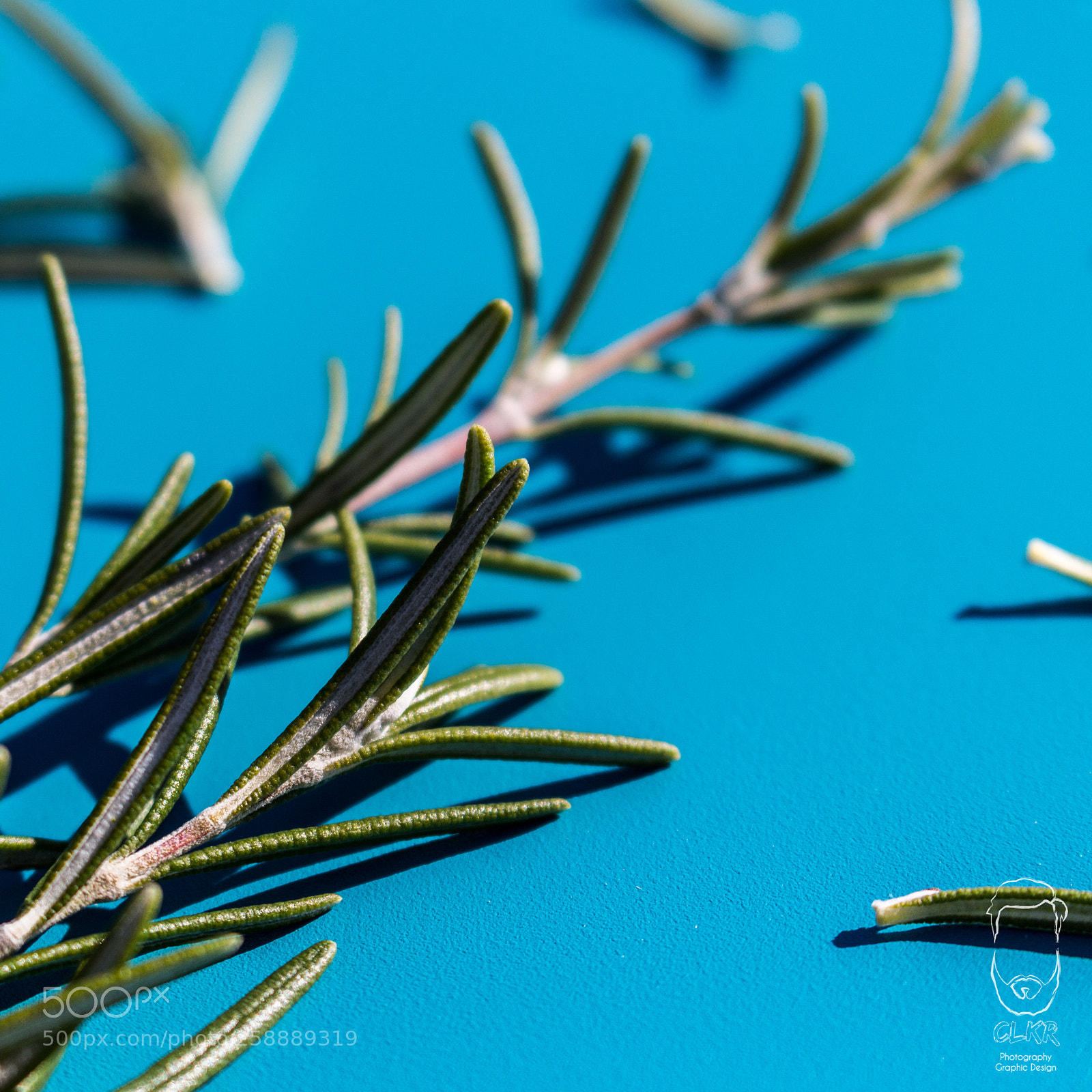 Canon EOS 700D (EOS Rebel T5i / EOS Kiss X7i) sample photo. Rosemary photography