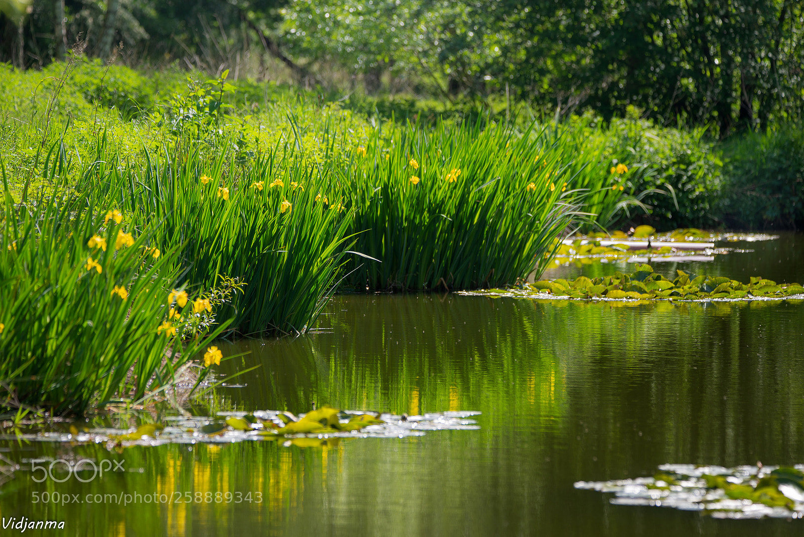 Nikon D610 sample photo. Nympheas photography