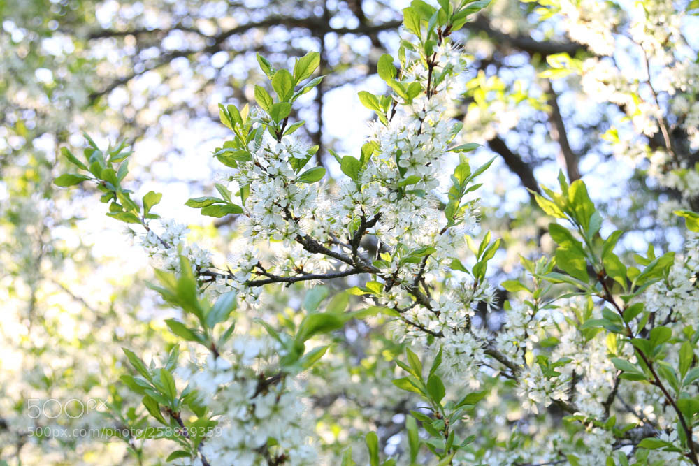 Canon EOS 70D sample photo. Img photography