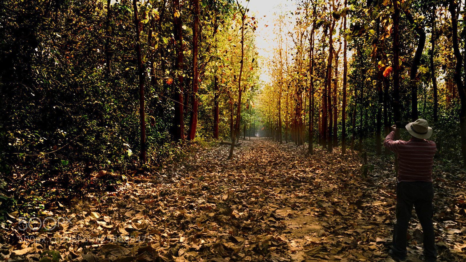Sony a7R II sample photo. Jungle! photography