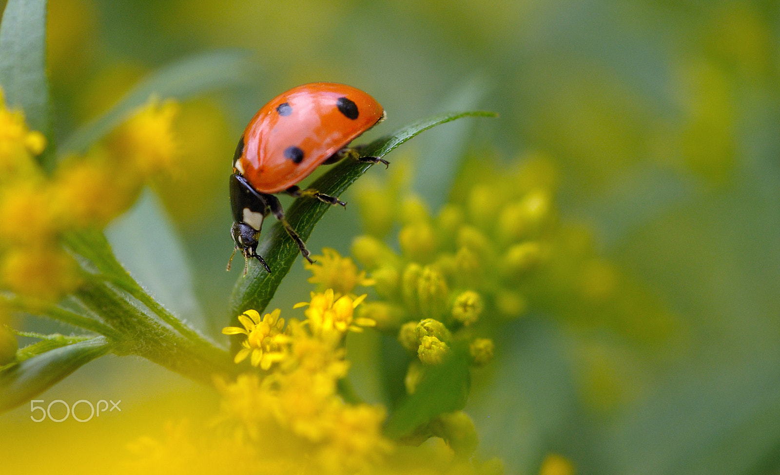 Nikon D300S + Nikon AF Micro-Nikkor 60mm F2.8D sample photo. Lb photography