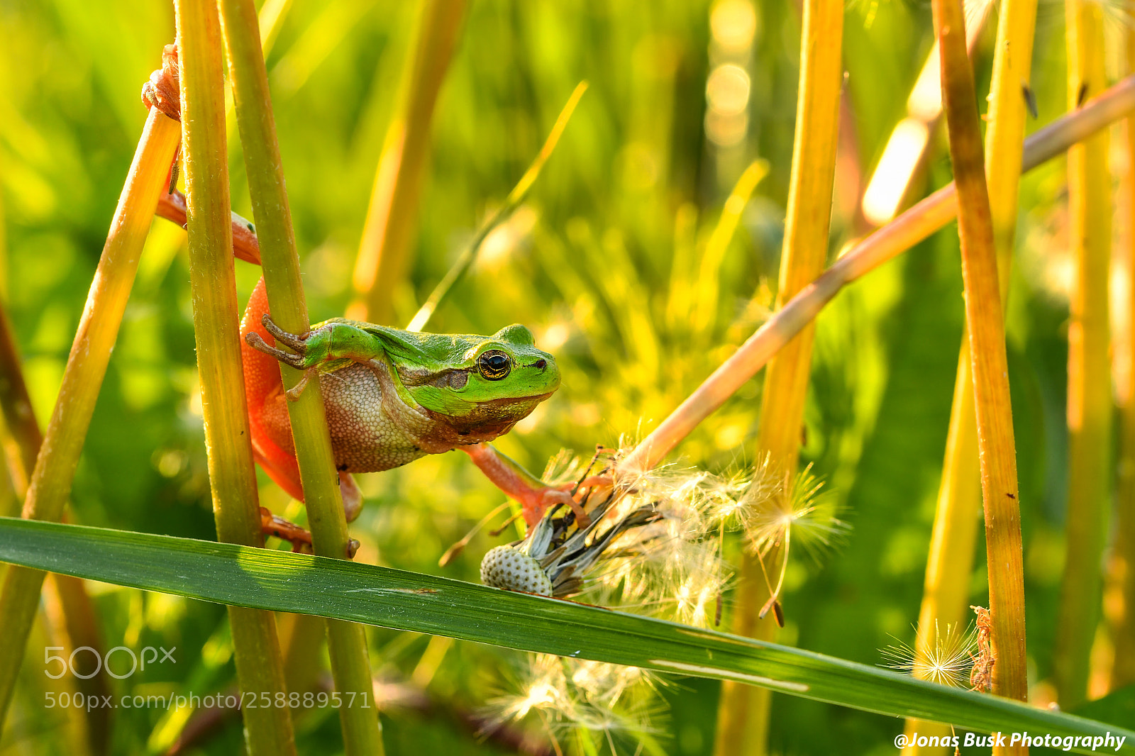 Nikon D500 sample photo. Frog photography