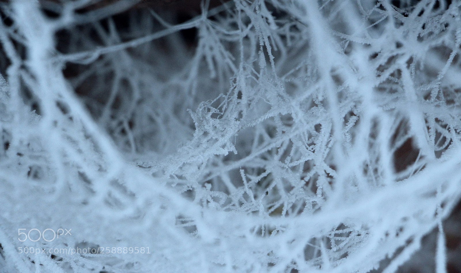 Canon EOS 700D (EOS Rebel T5i / EOS Kiss X7i) sample photo. Frozen spider hole photography