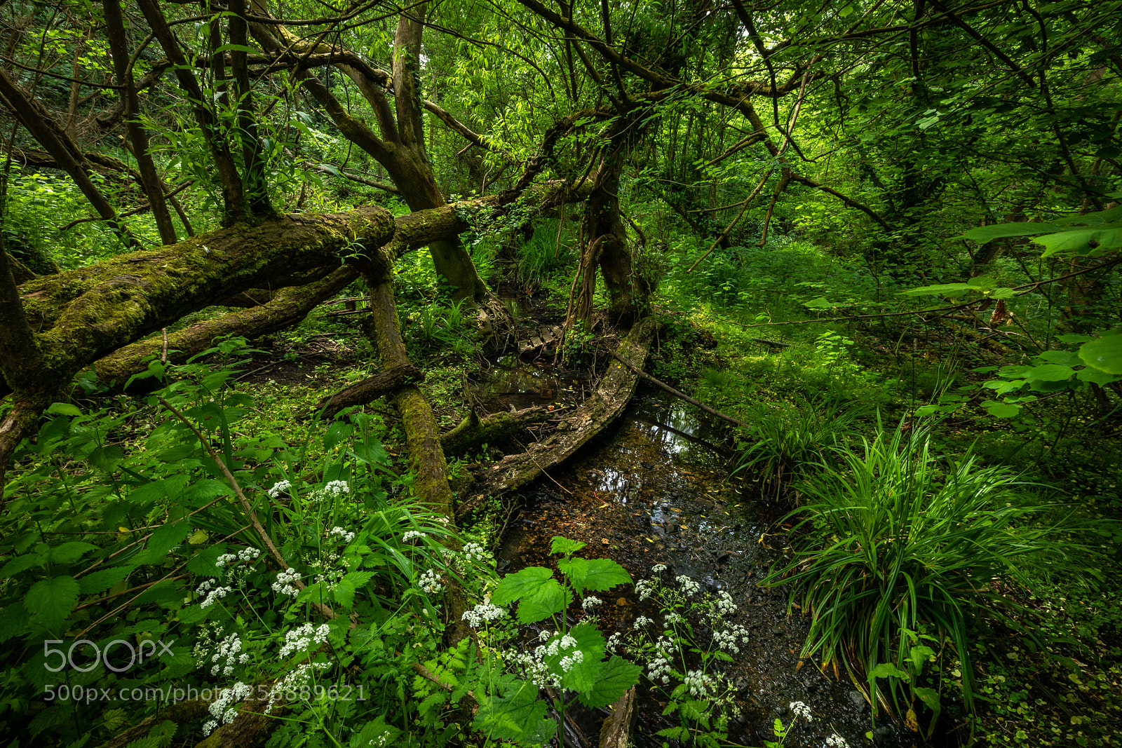 Canon EOS 5D Mark IV sample photo. Blundells copse, tilehurst photography