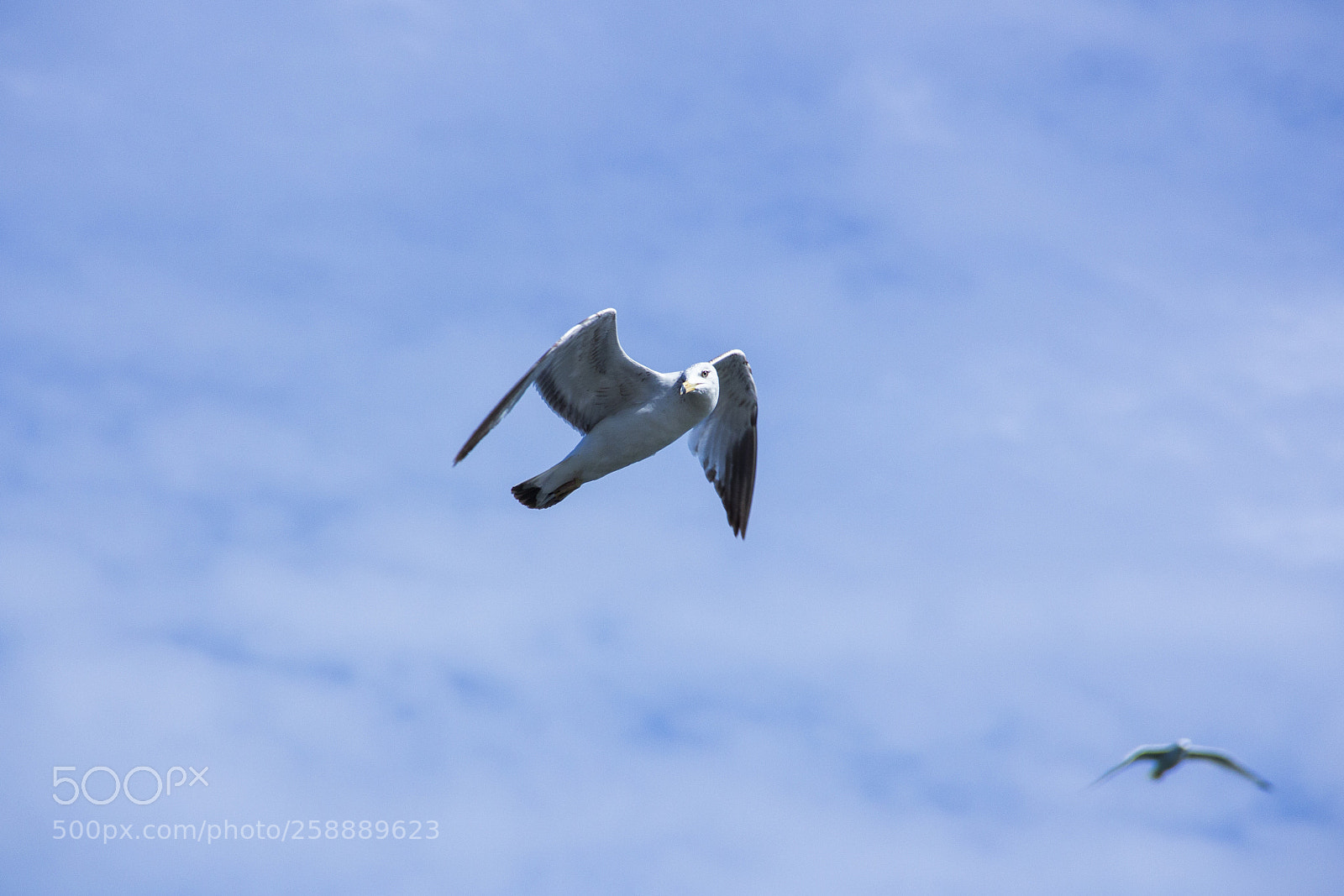 Canon EOS 60D sample photo. Seagulls of the spring photography