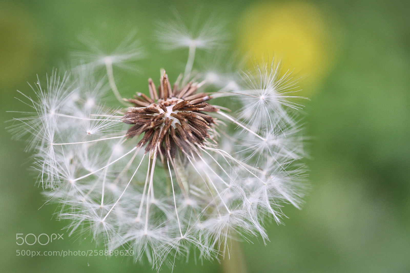 Canon EOS 6D sample photo. Dandelion photography